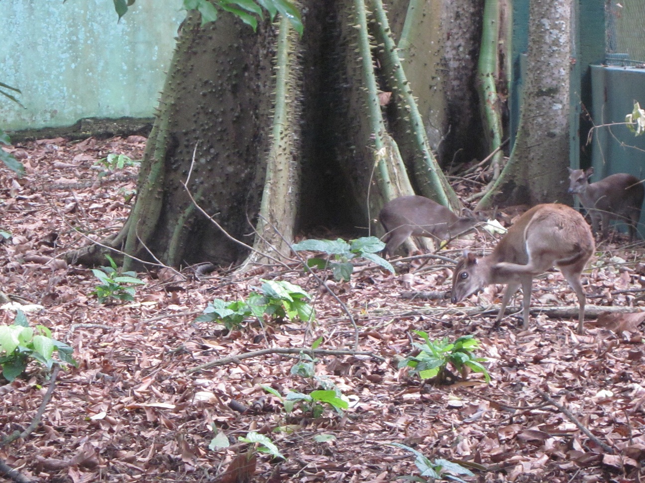 A new hope for abidjan zoo
