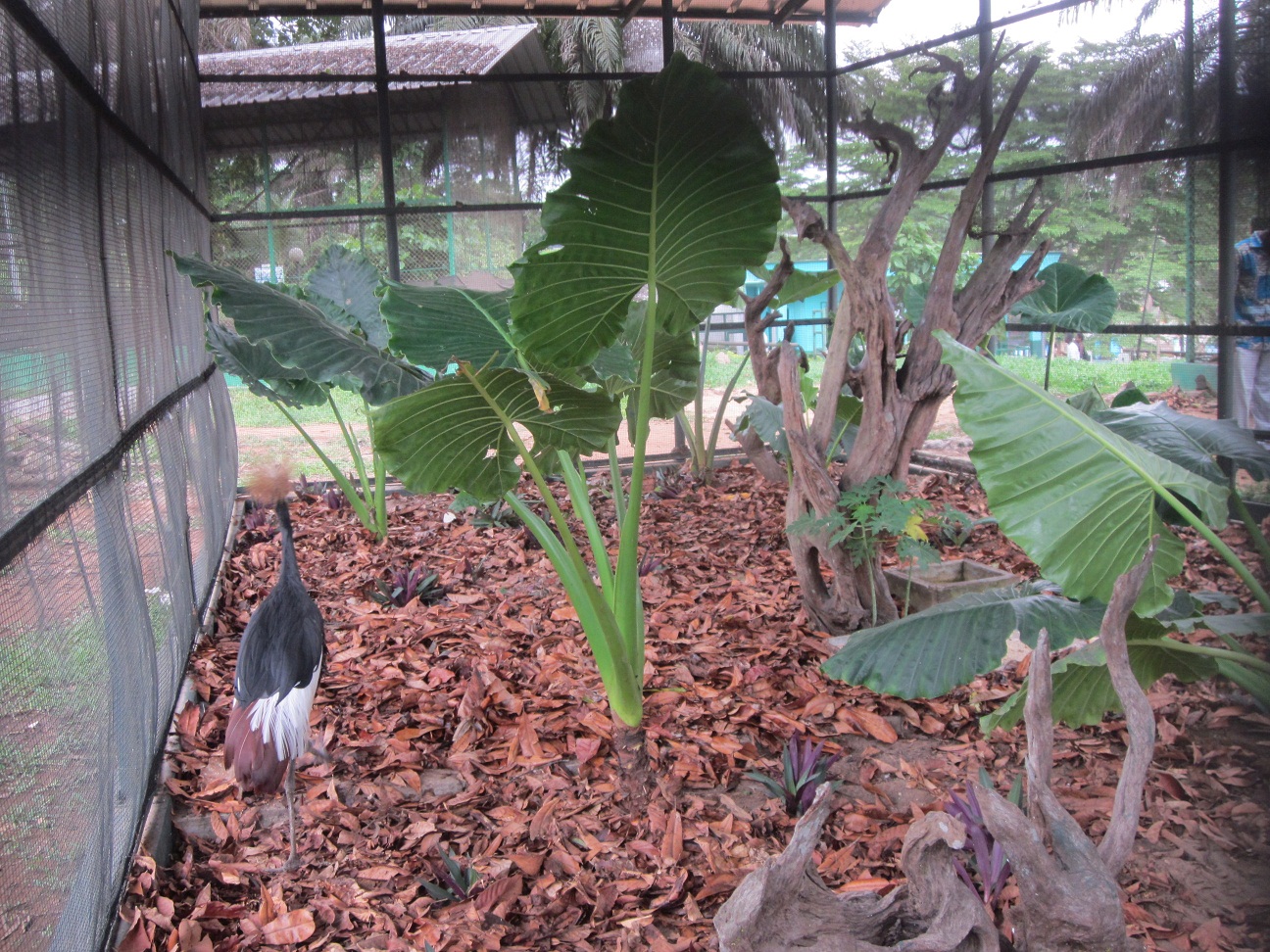 A new hope for abidjan zoo