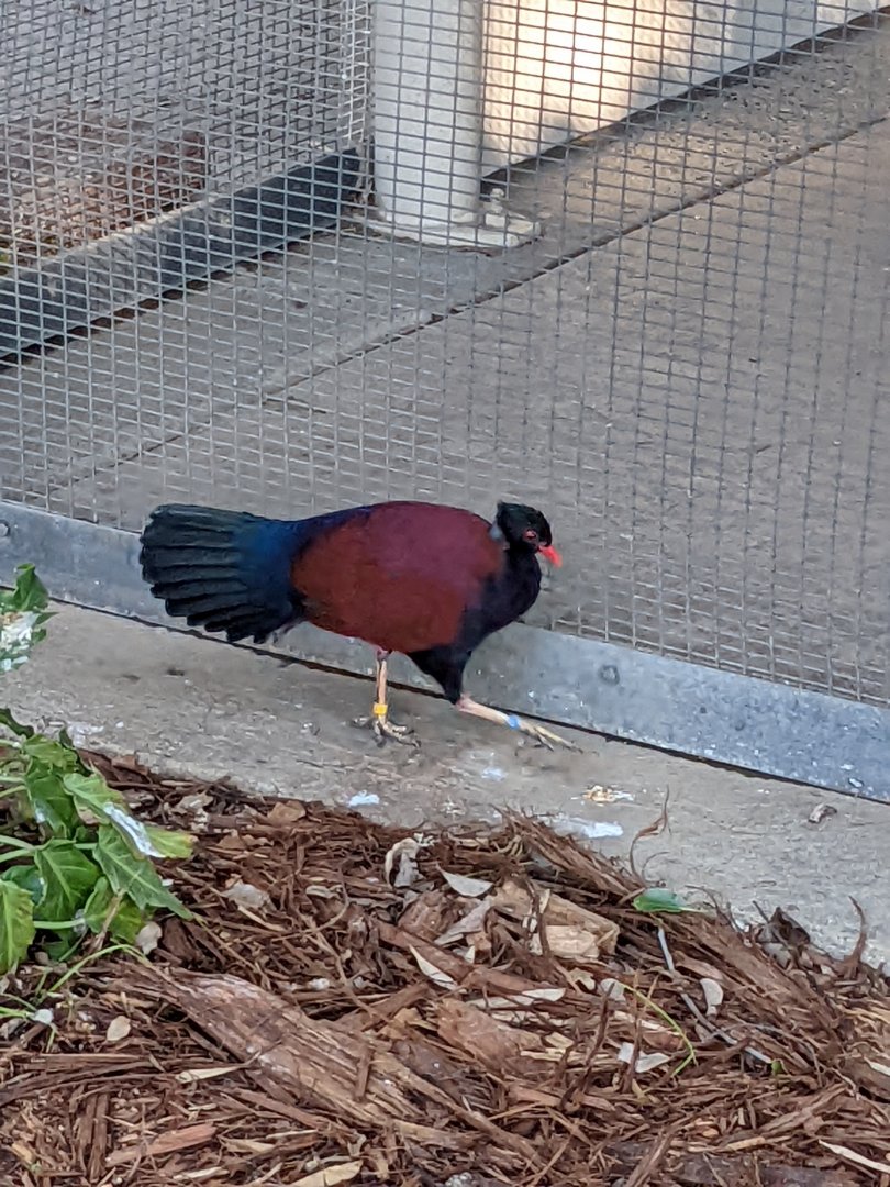 A New Resident: Green-Nape Pheasant-Pigeon