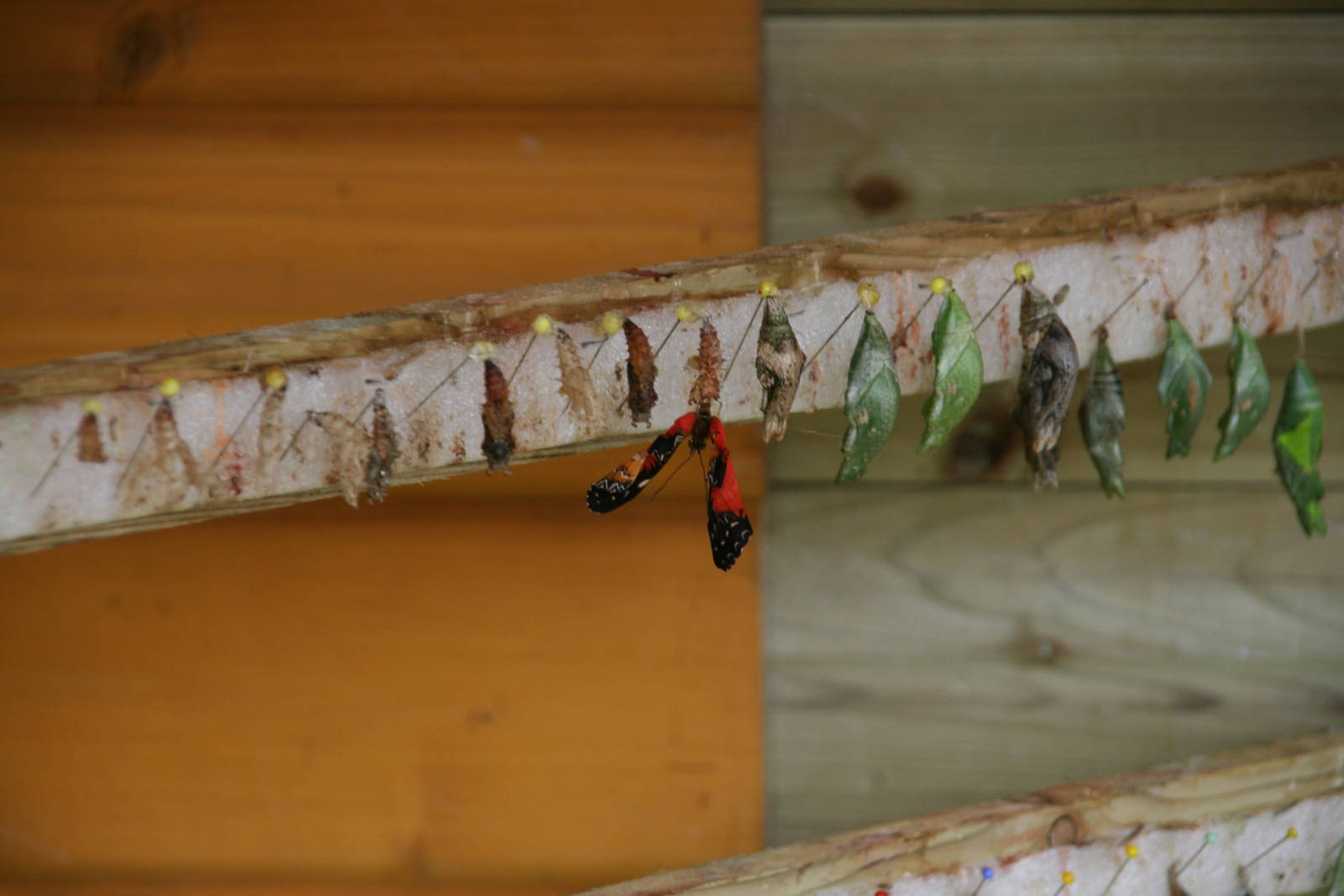 a newly hatched butterfly