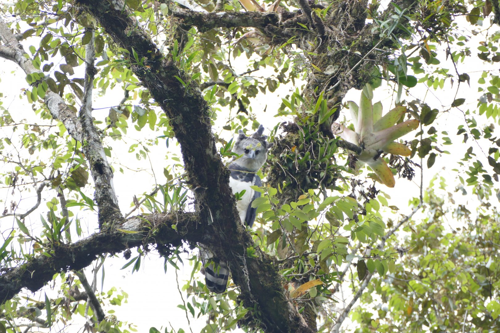 A nice surprise is watching us...