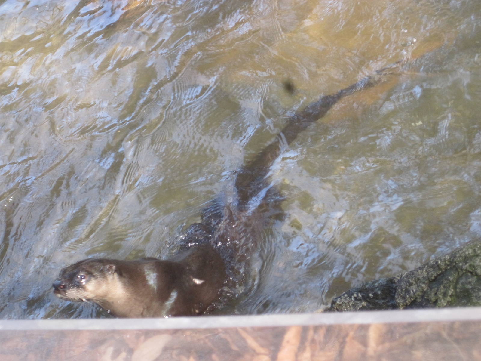 A Nice Swim in the Middle of February