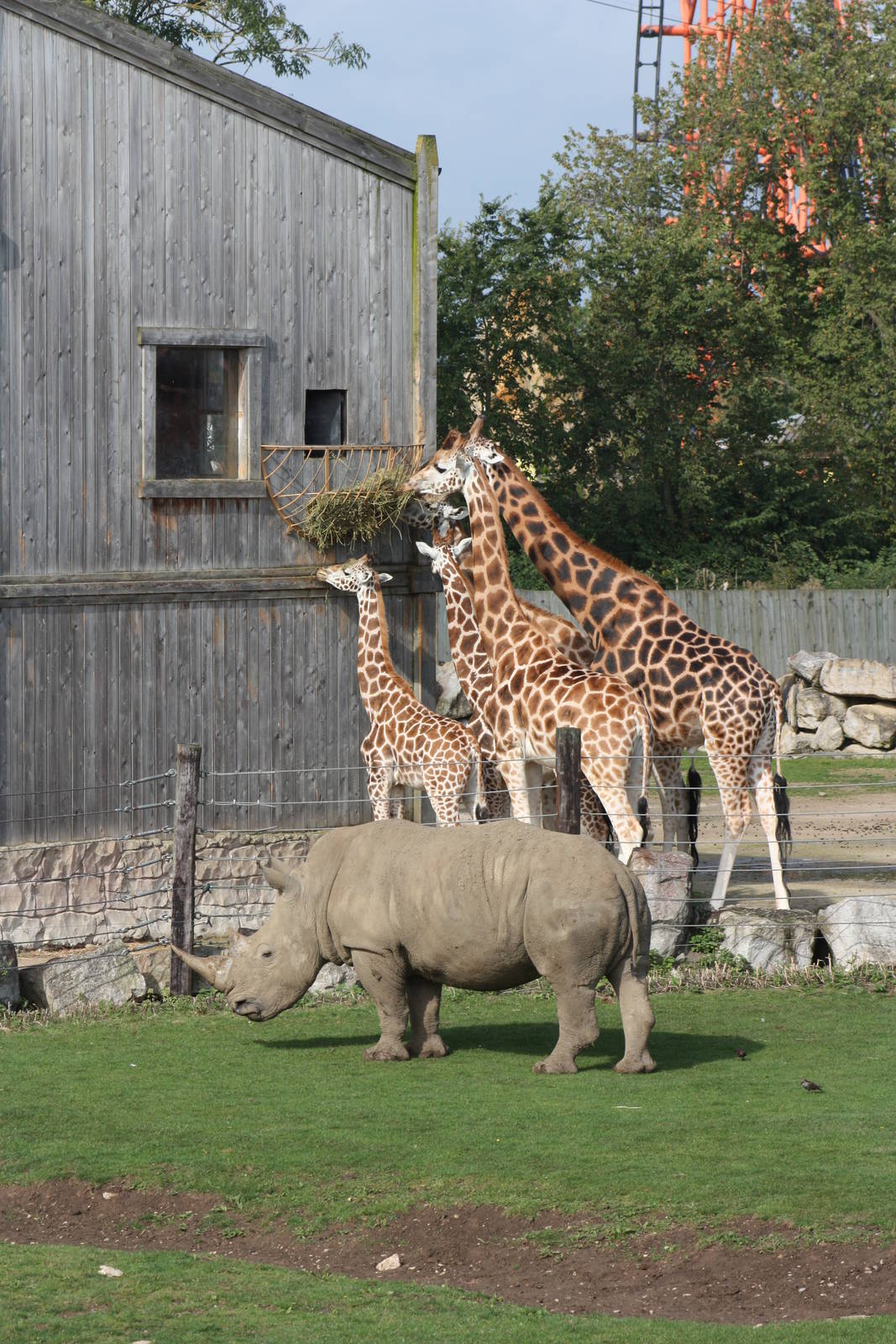 A nice zoo scene, 30th September 2014