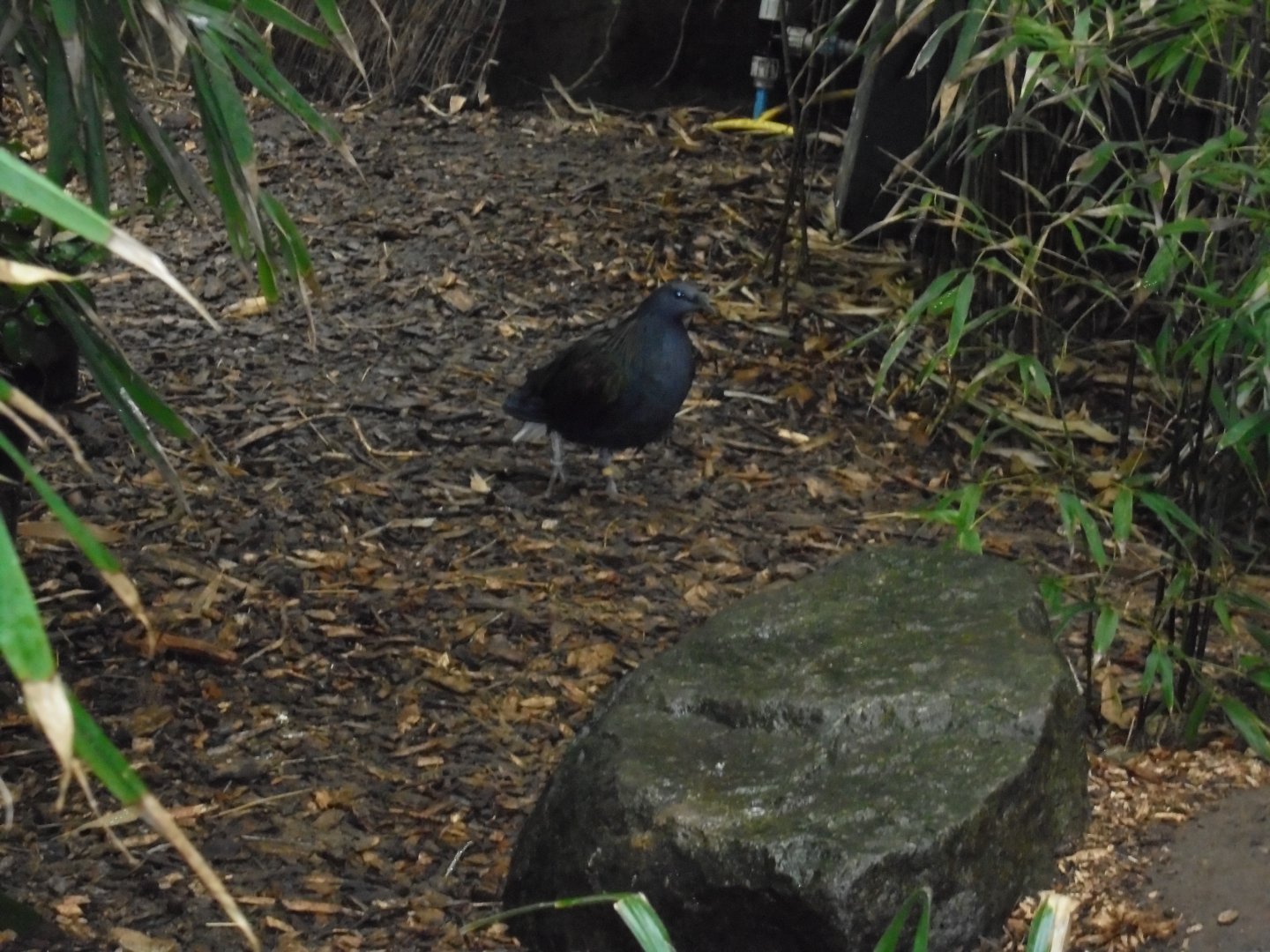 A Nicobar pigeon (Caloenas nicobarica)
