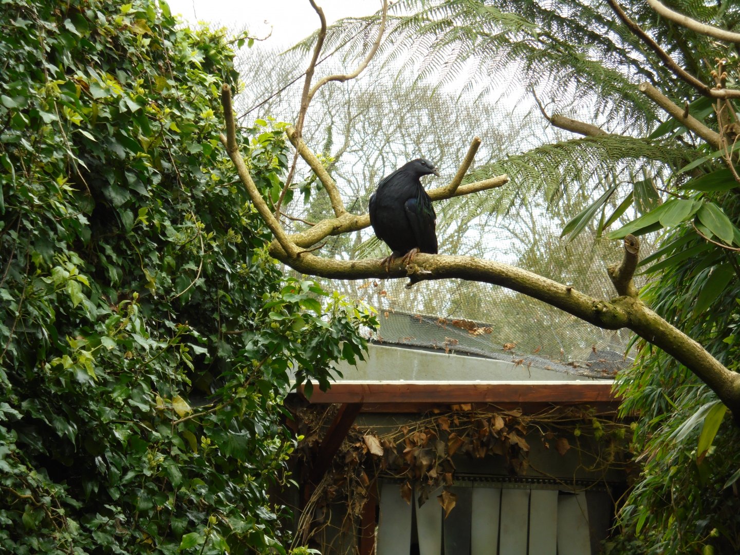 A Nicobar pigeon (Caloenas nicobarica)