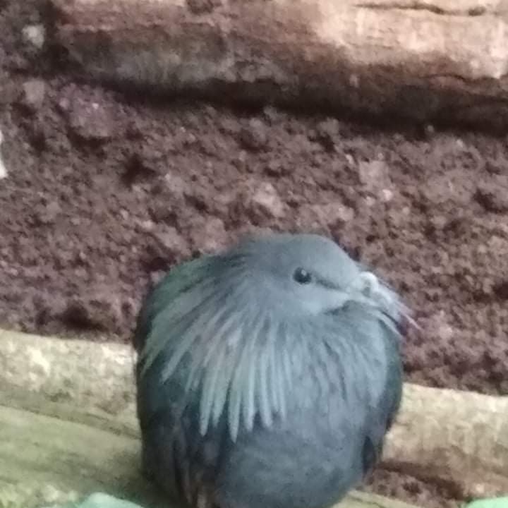 A Nicobar pigeon