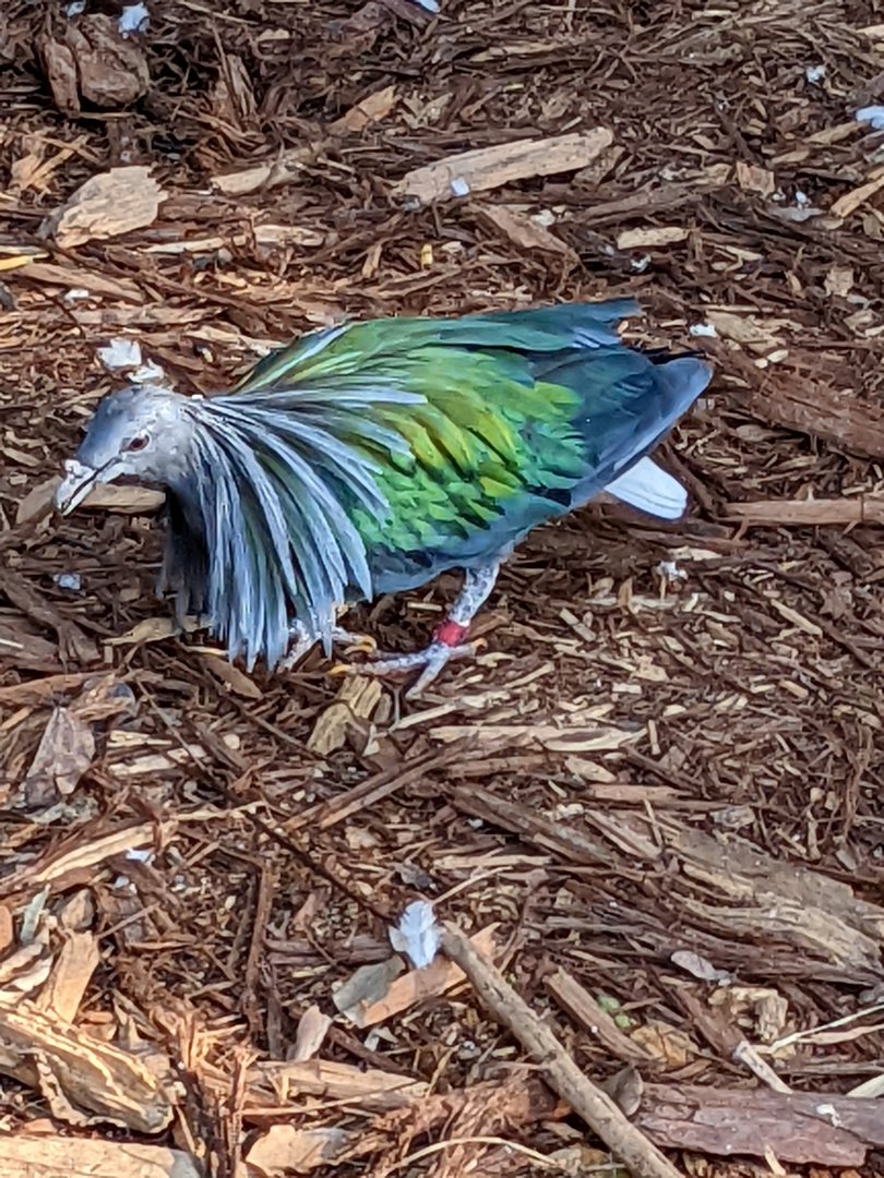 A Nicobar's Iridescence