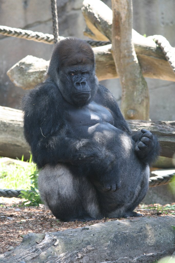 A noisy child disturbs Kibabu