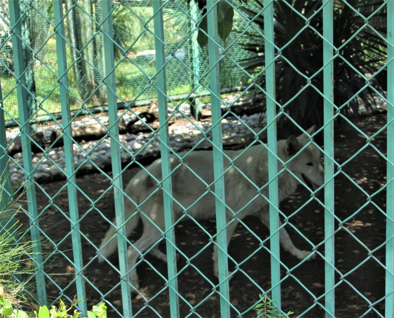 A noted canadian wolf