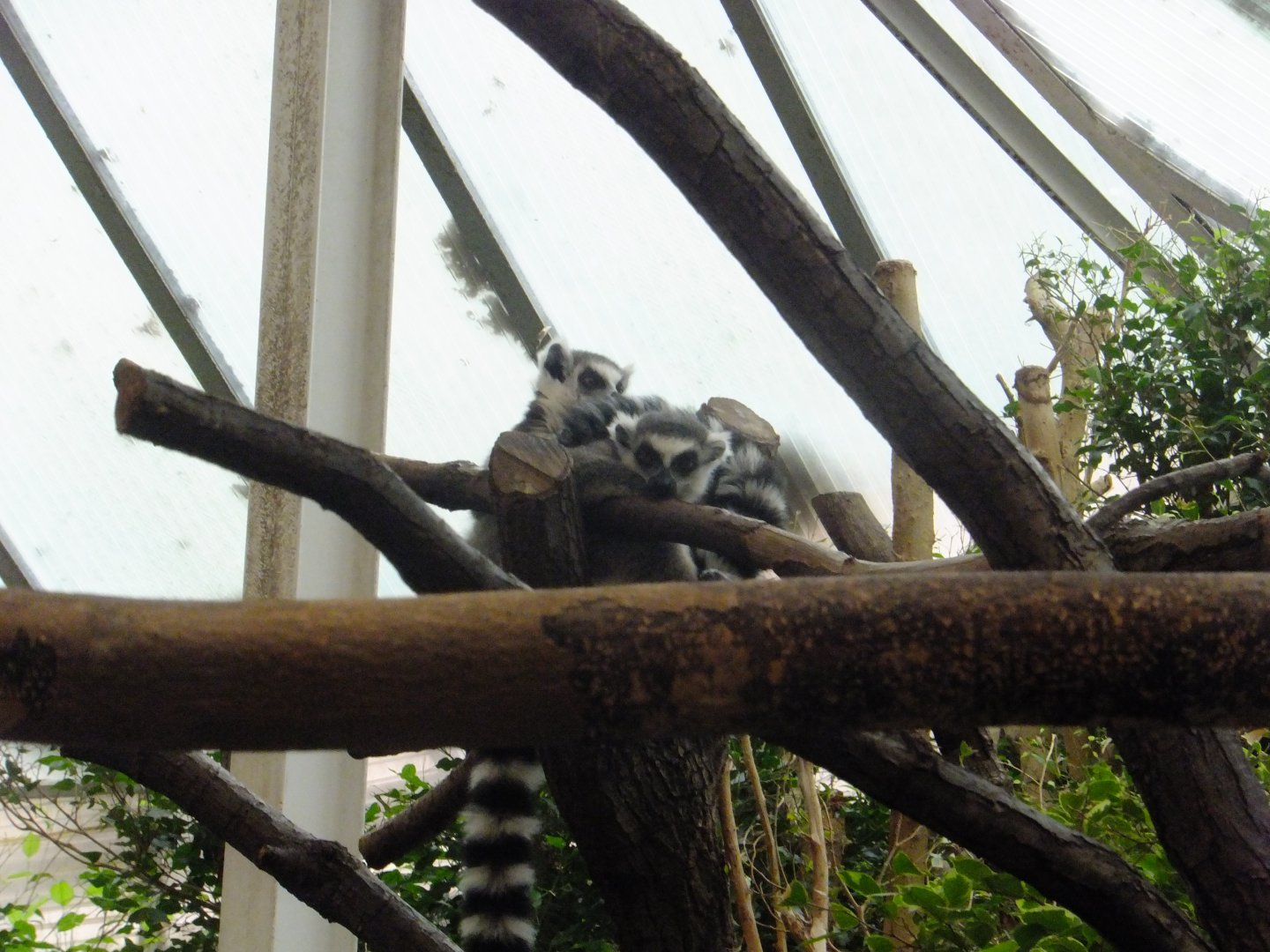 A pack of Ring-tailed lemurs