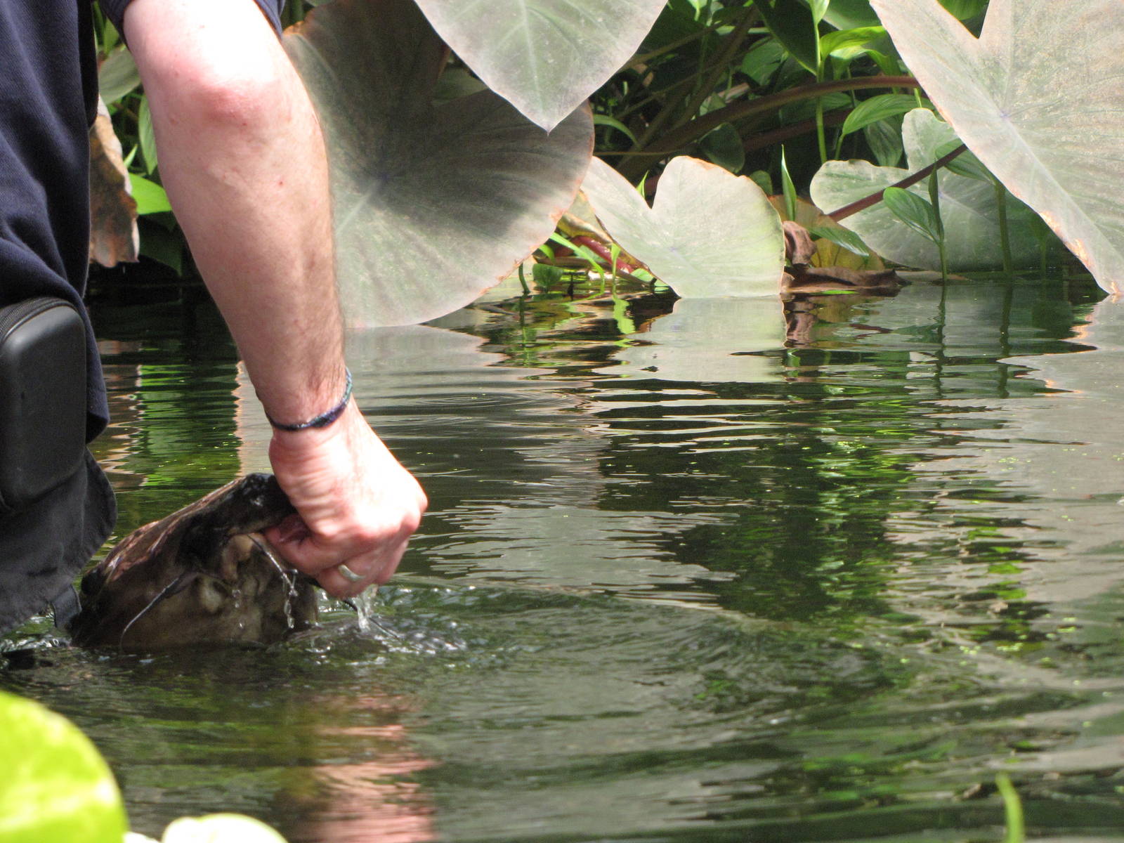 A pacu gets a tasty treat