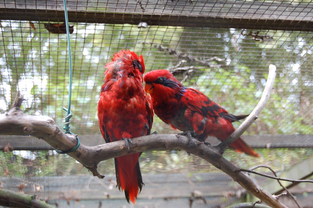 A pair of Blue streaked lories