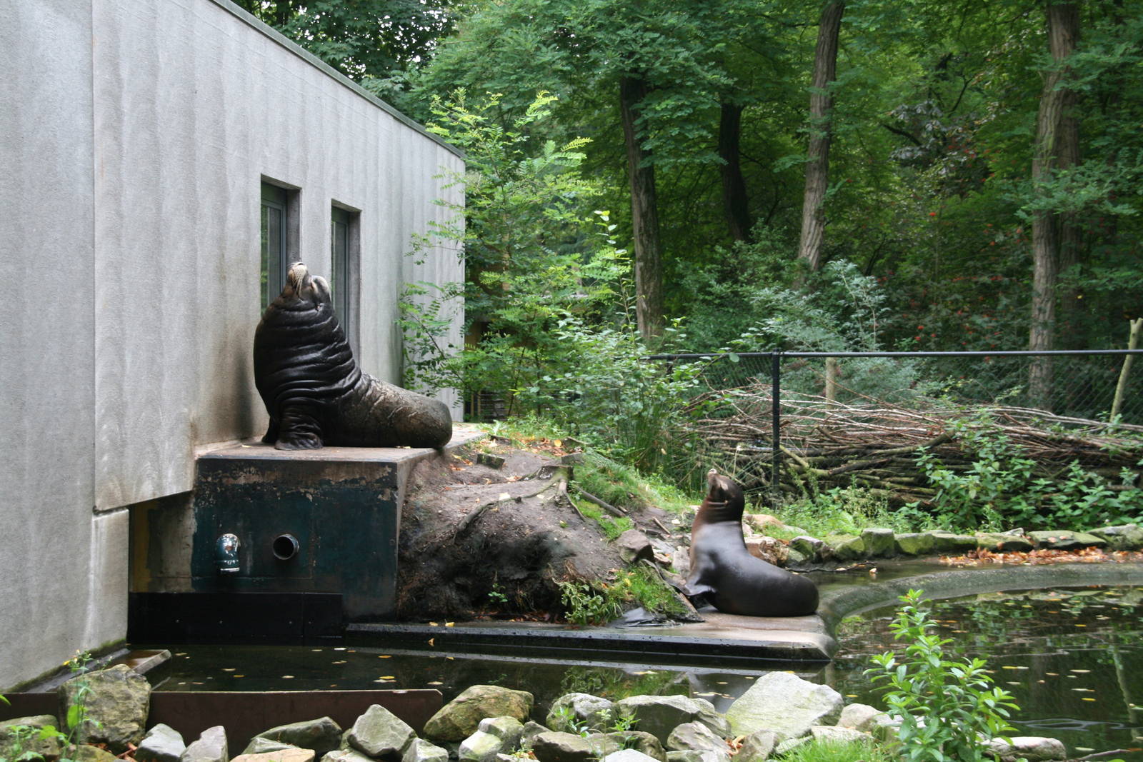 a pair of California sea lions