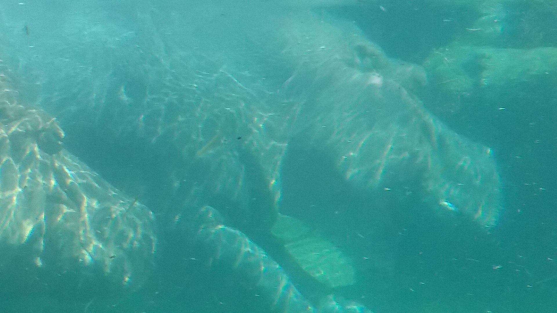 A pair of female hippos