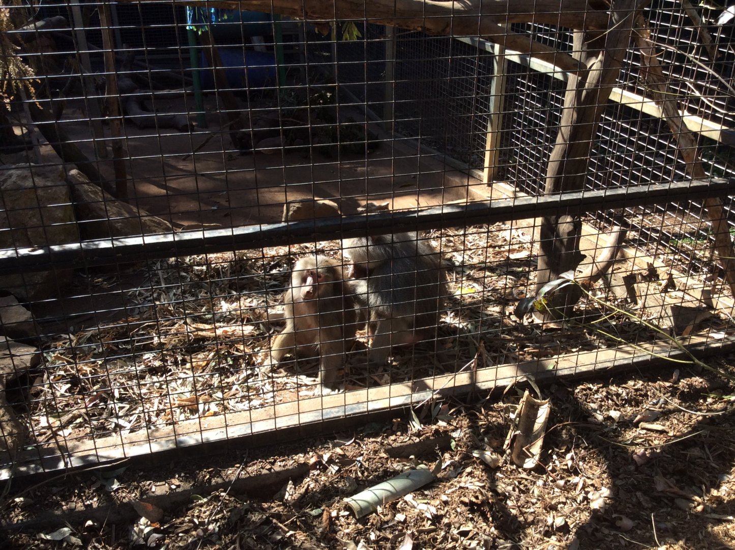 A pair of Hamadryas Baboon