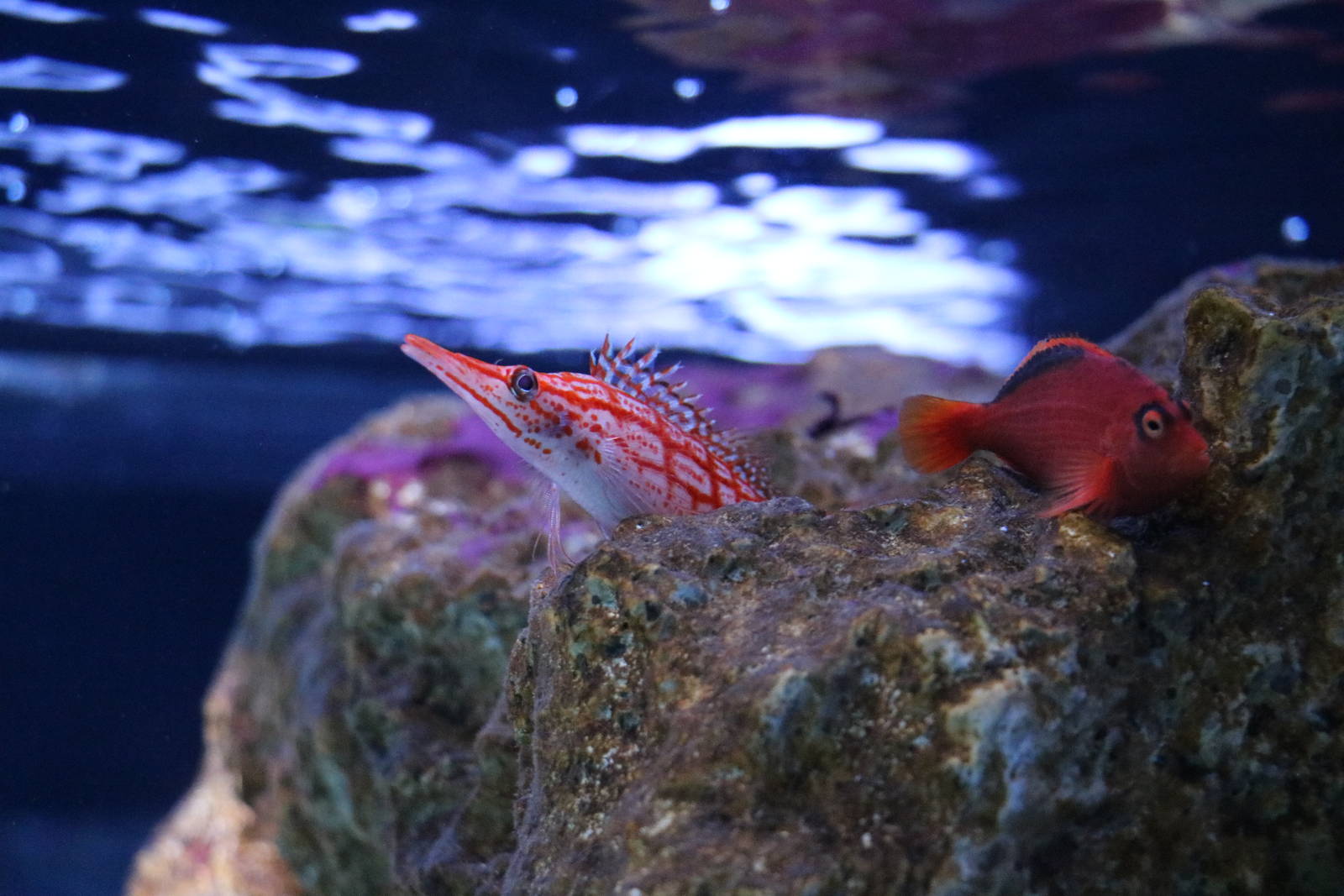 A pair of hawkfish - Sumida Aquarium, February 2016