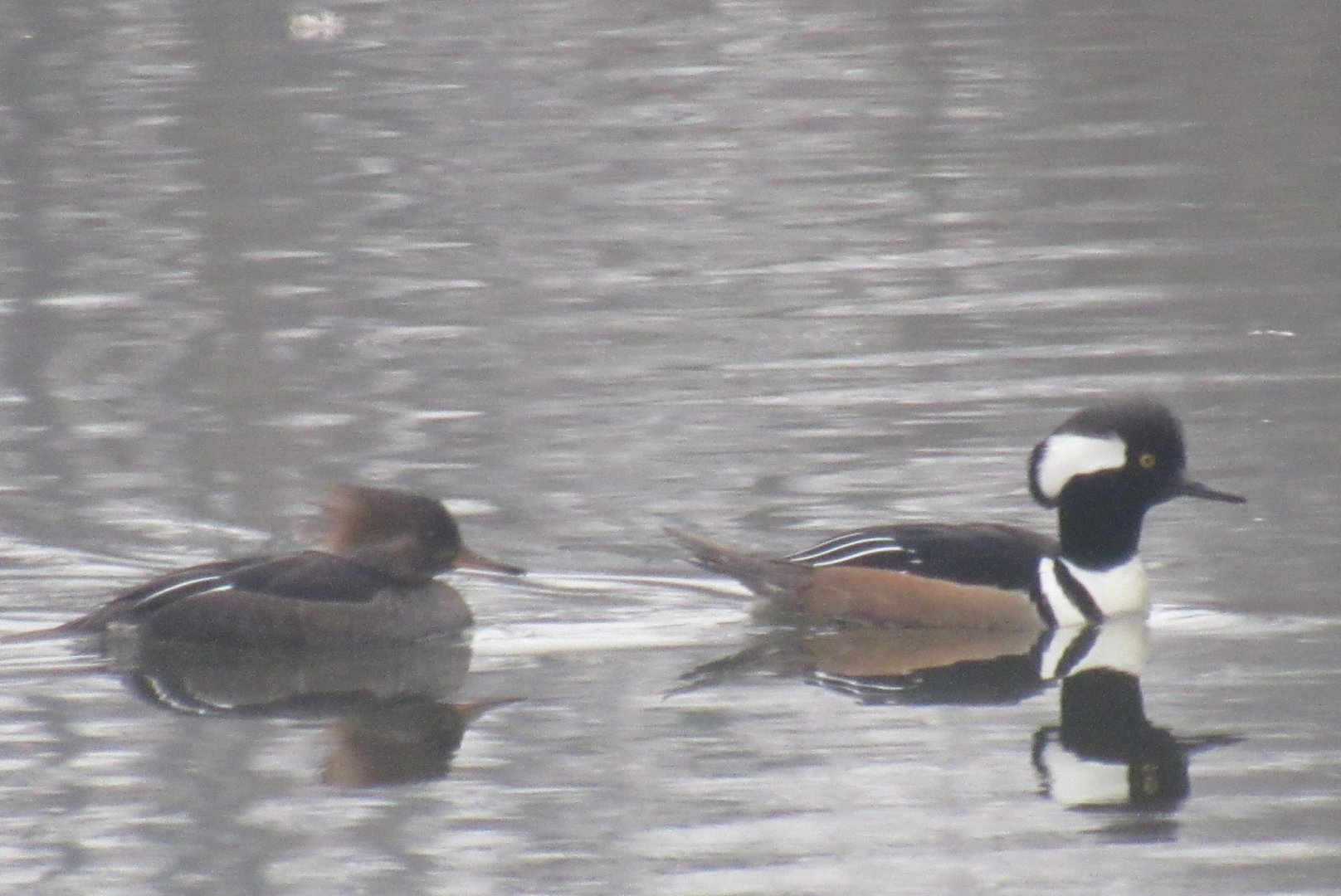 a pair of hooded merganser