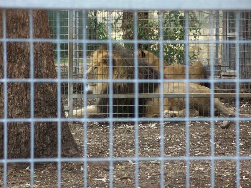 A pair of Lions  Darling Downs Zoo  march 2008