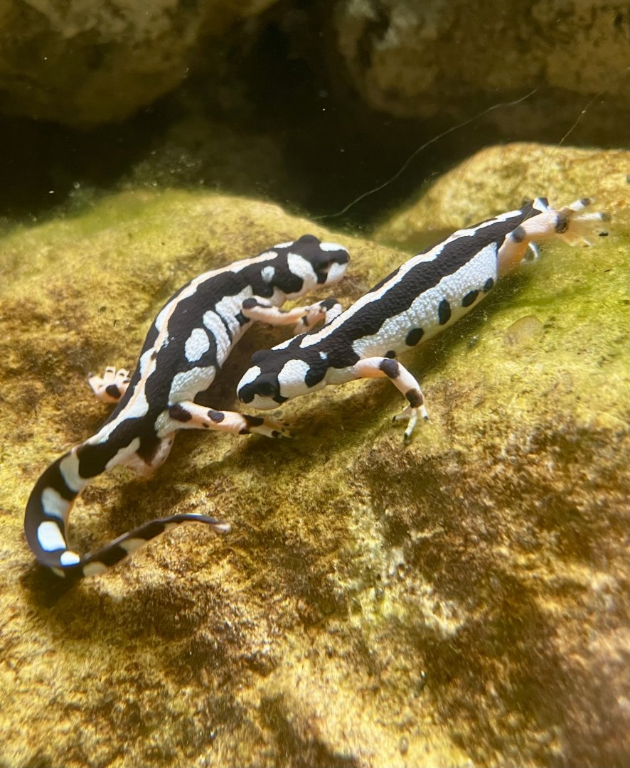 A pair of Luristan newts, Neurergus kaiseri