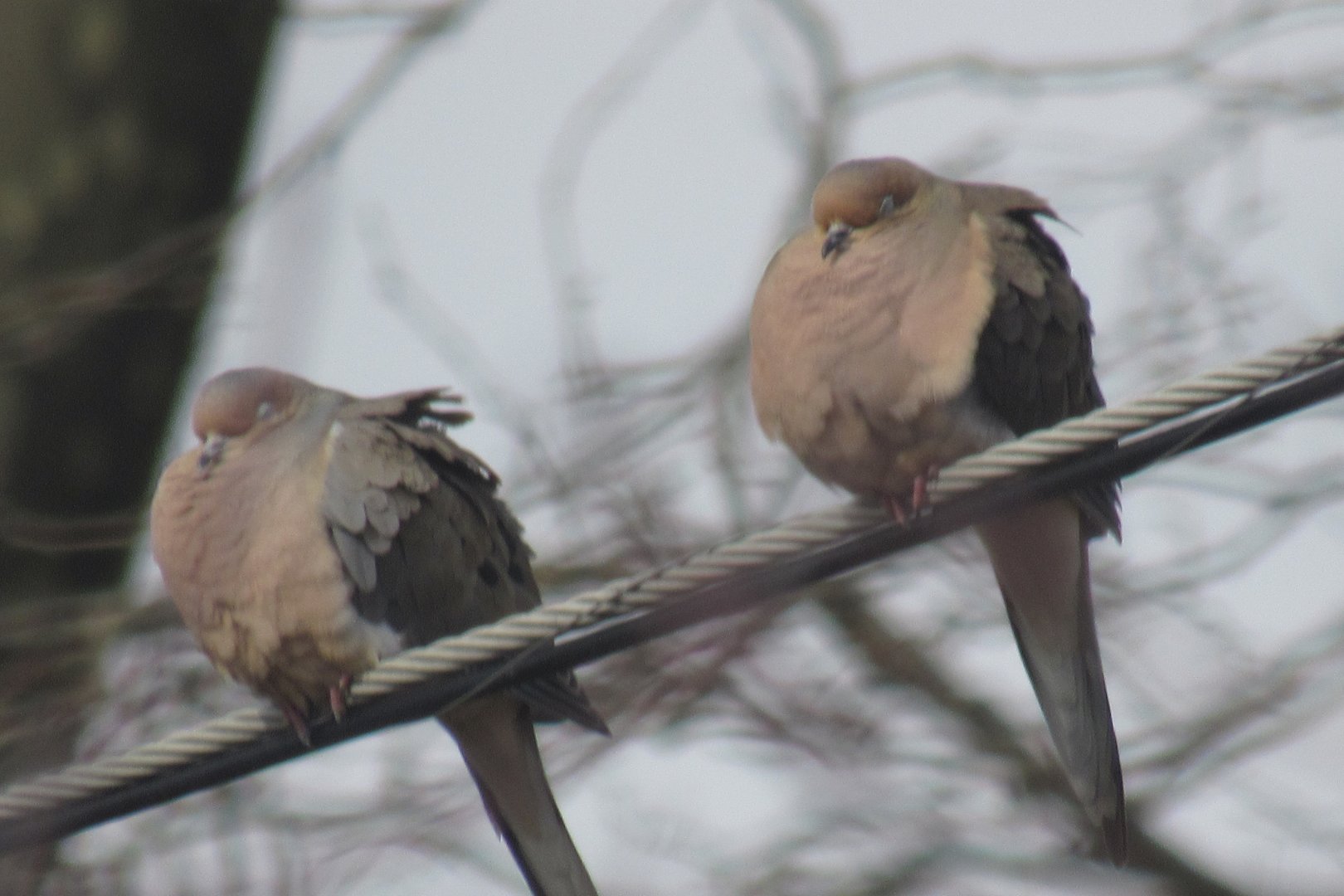 a pair of mourning doves
