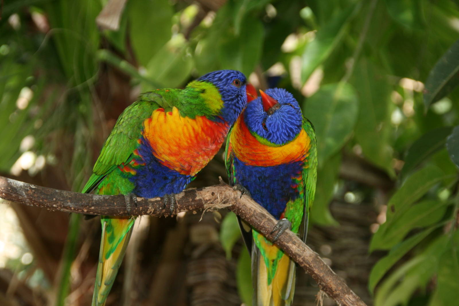 a pair of Rainbow lorikeets