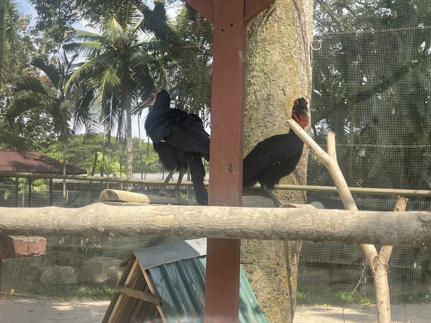A pair of Southern Ground Hornbill at Afamosa Safari Wonderland