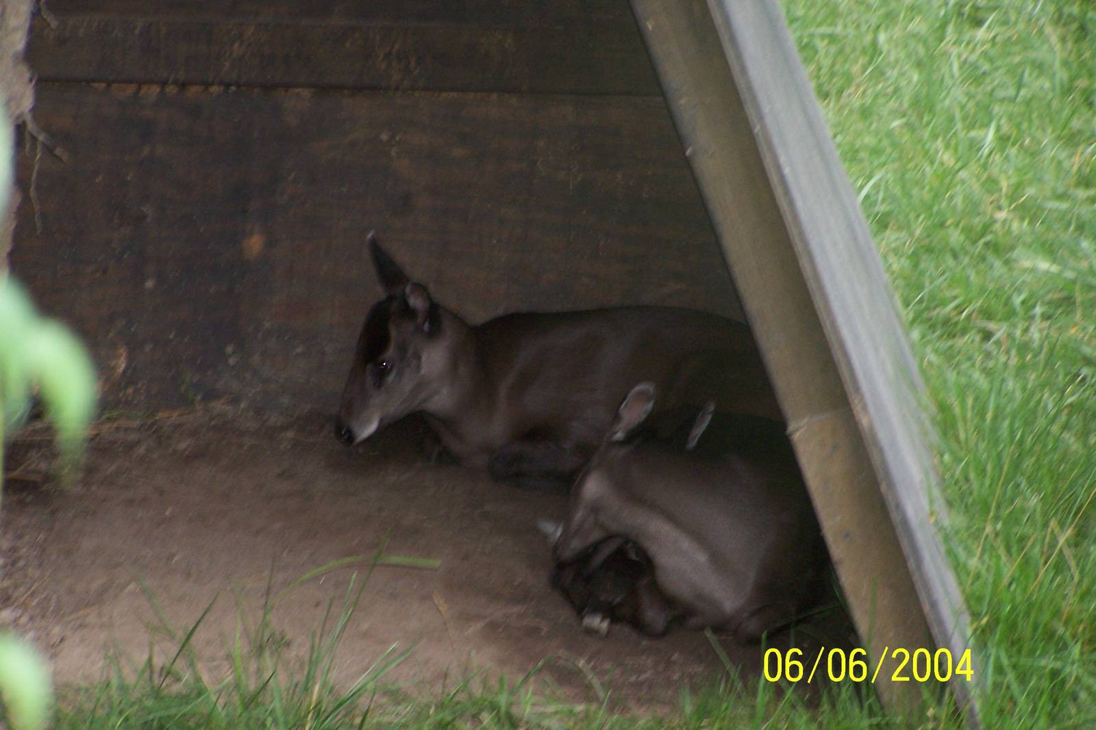 A Pair of Tufted Deer ~ Asia Quest