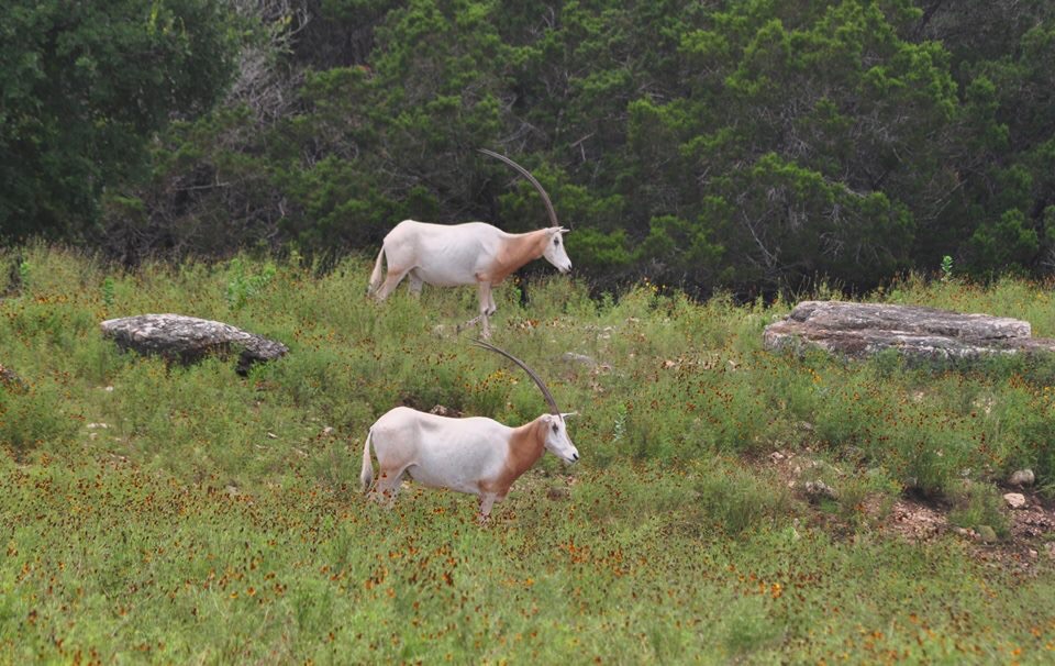 A pair of Unicorns...