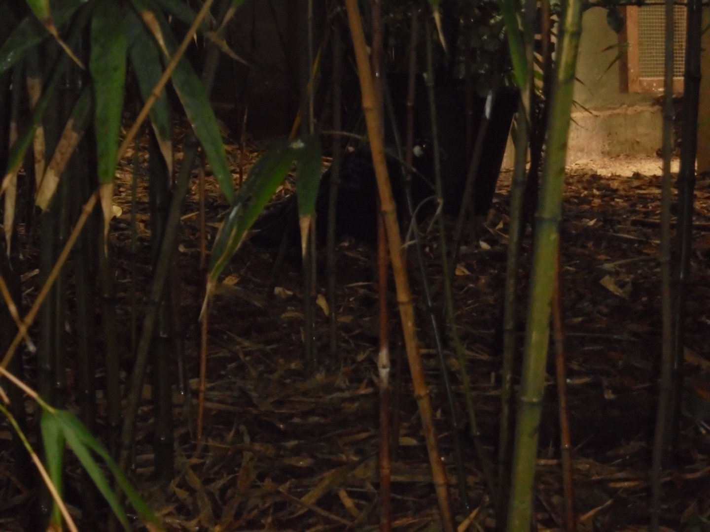 A palawan peacock-pheasant (Polyplectron napoleonis)