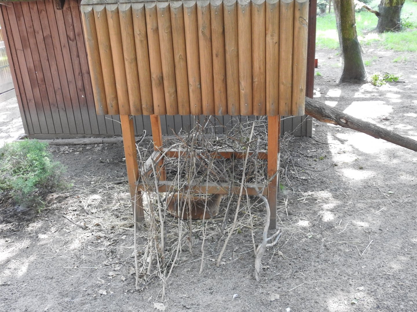 a pasture for muntjacs