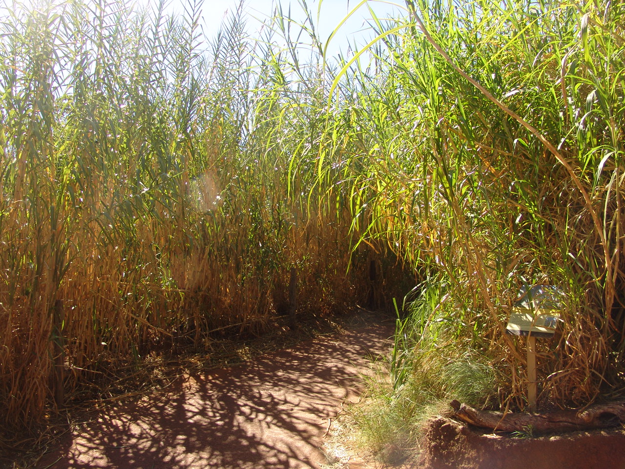 A path shrouded by Elephant grass (Pennisetum purpureum)
