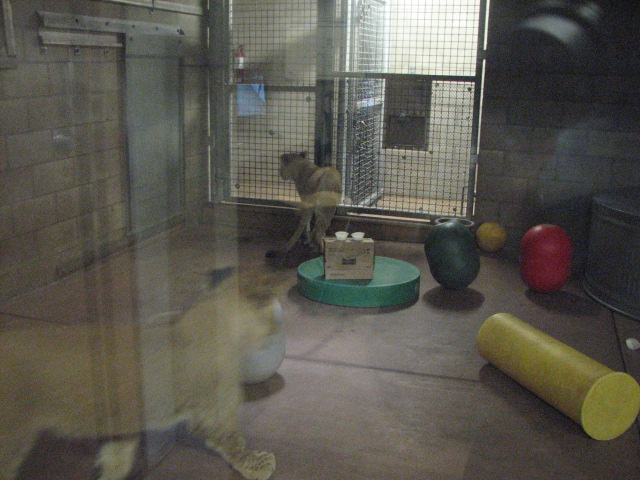 A peek inside the lion house