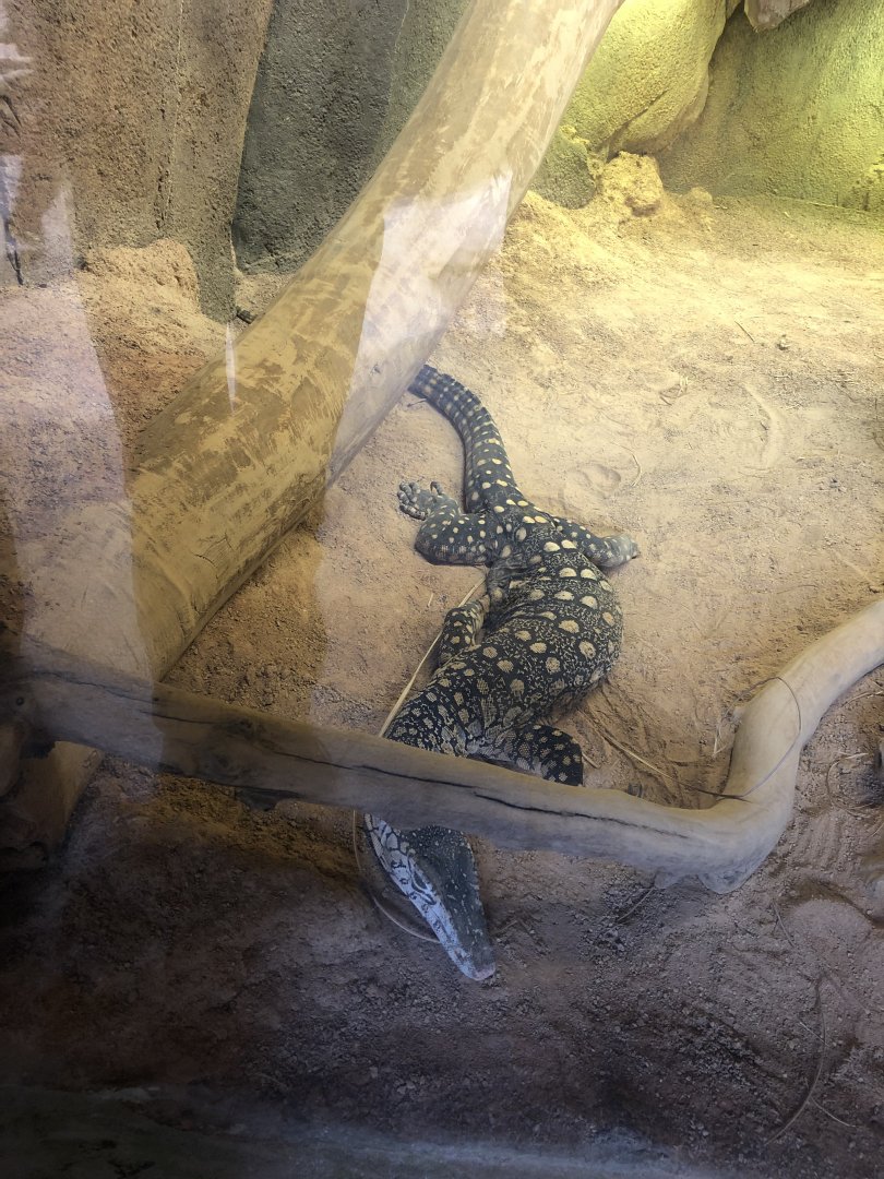 A perentie who had its foot removed because of cancer