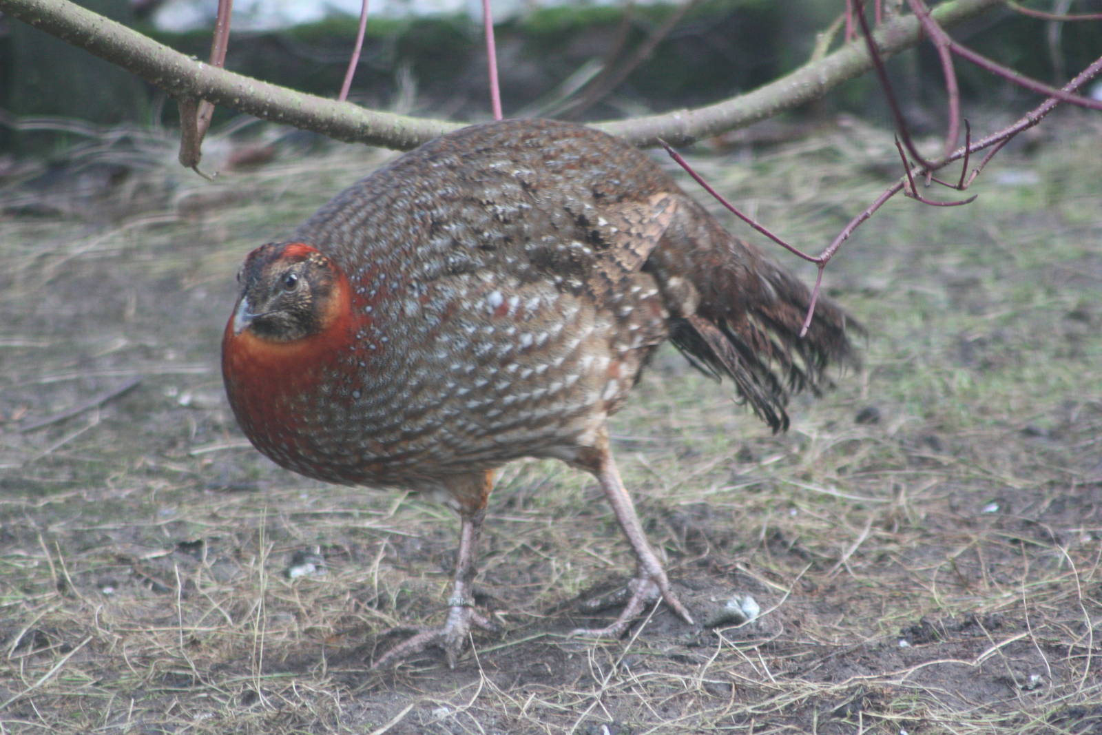 A photograph at last, 29th December 2014