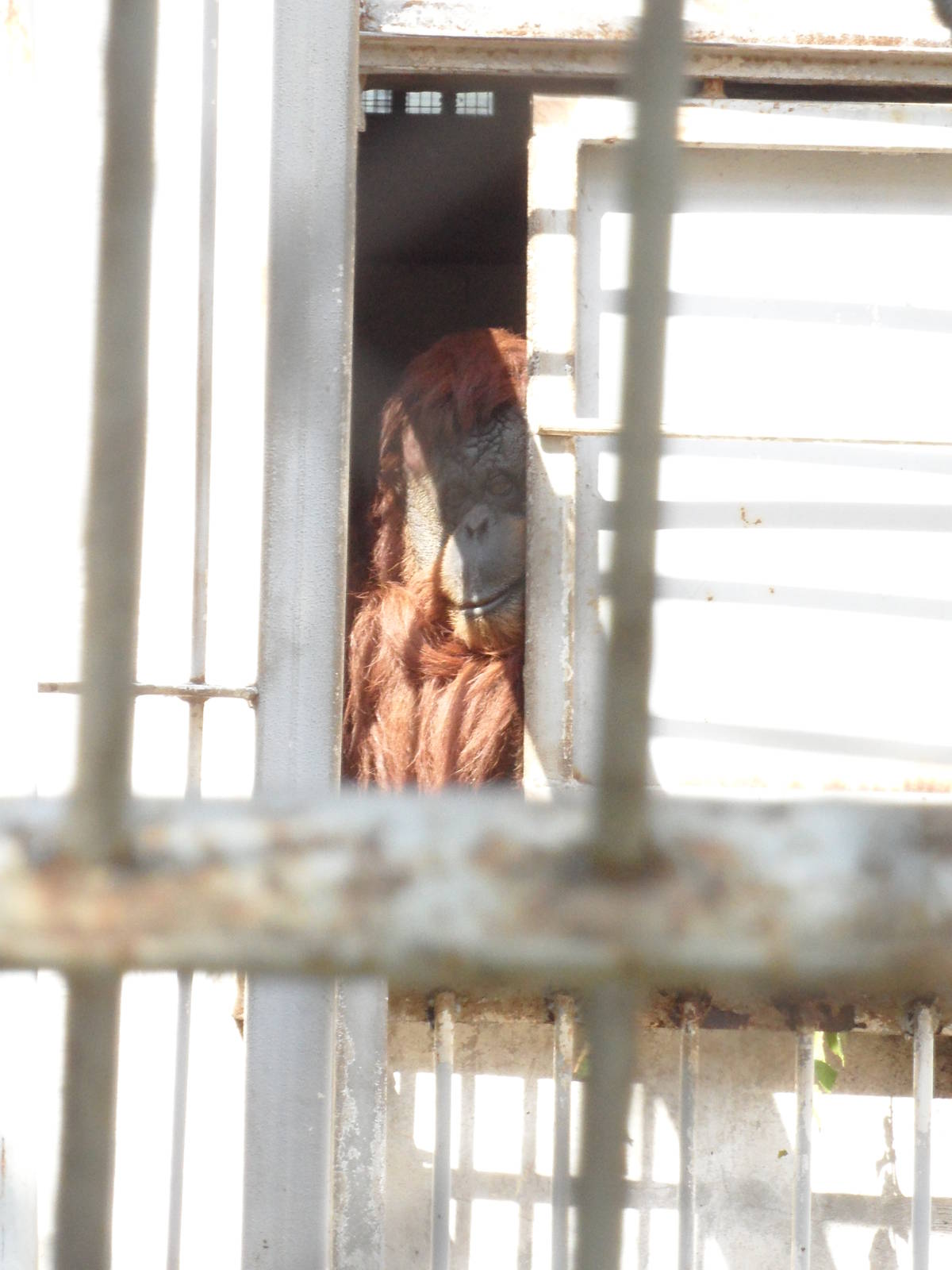 A piece of orangutan