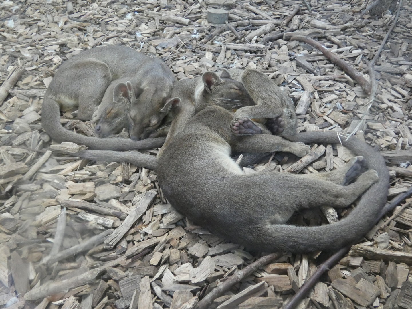 A pile of fossa