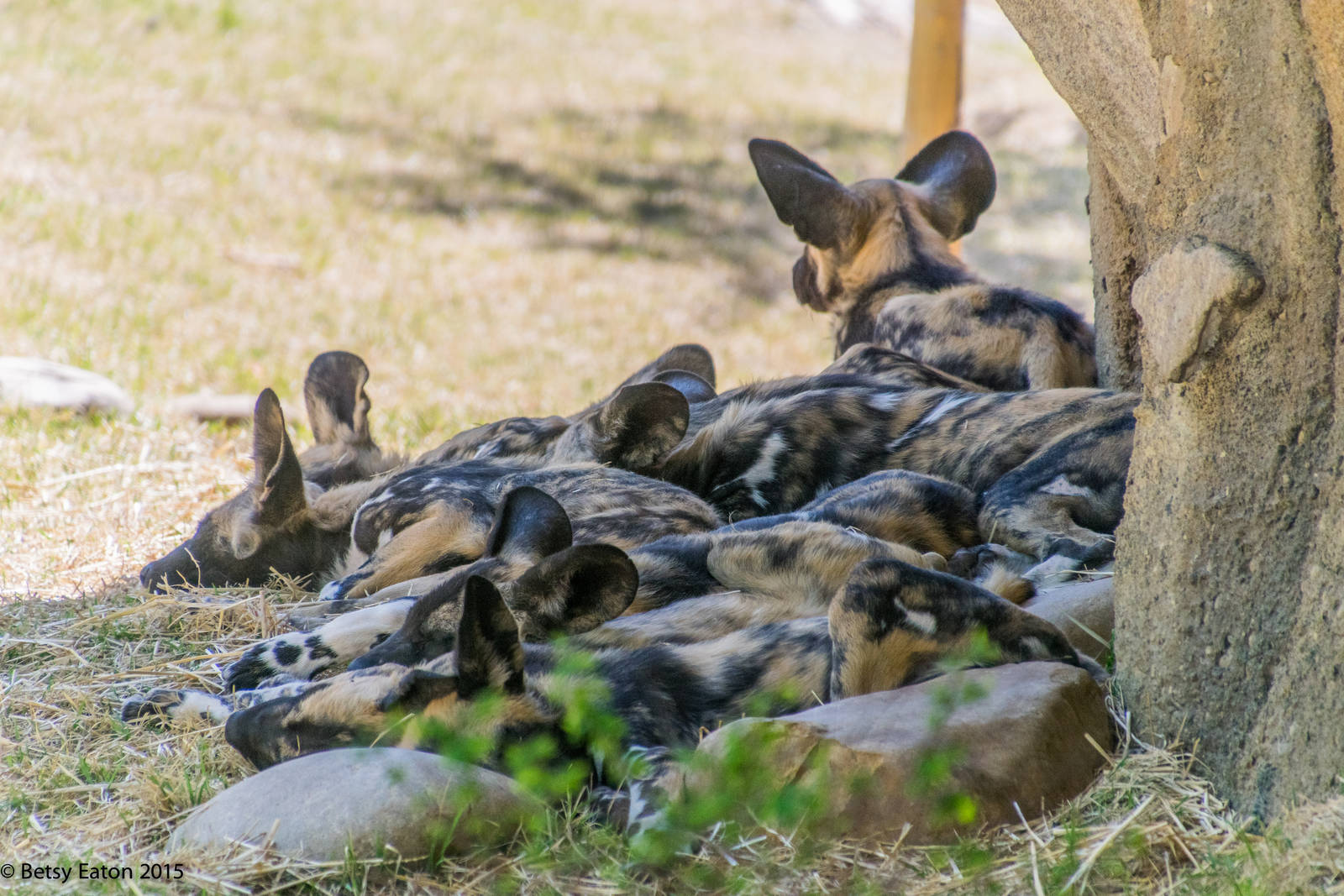 A pile of painted dog pups
