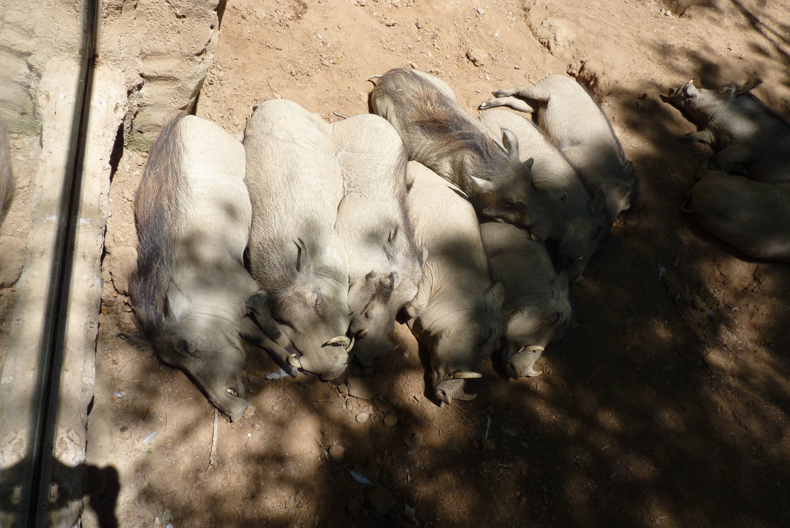 A pile of Warthogs, 17  June 2015