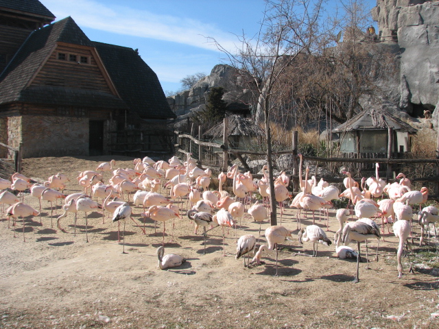 A plenty of Greater flamingos