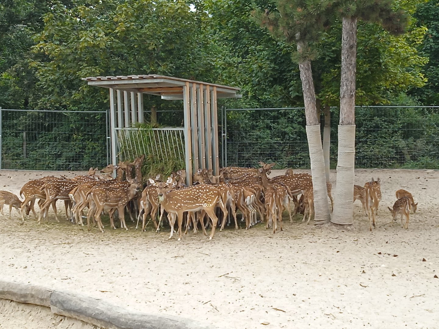 A plethora of Axis deer
