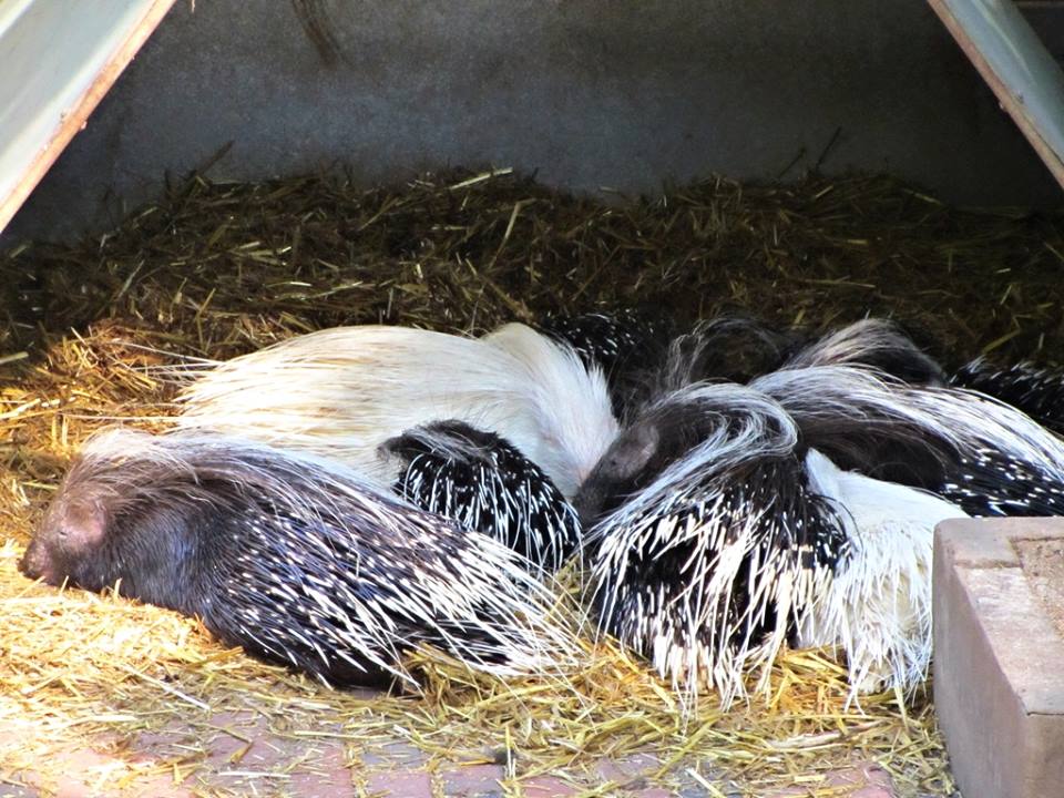 A Plethora of Porcupines!