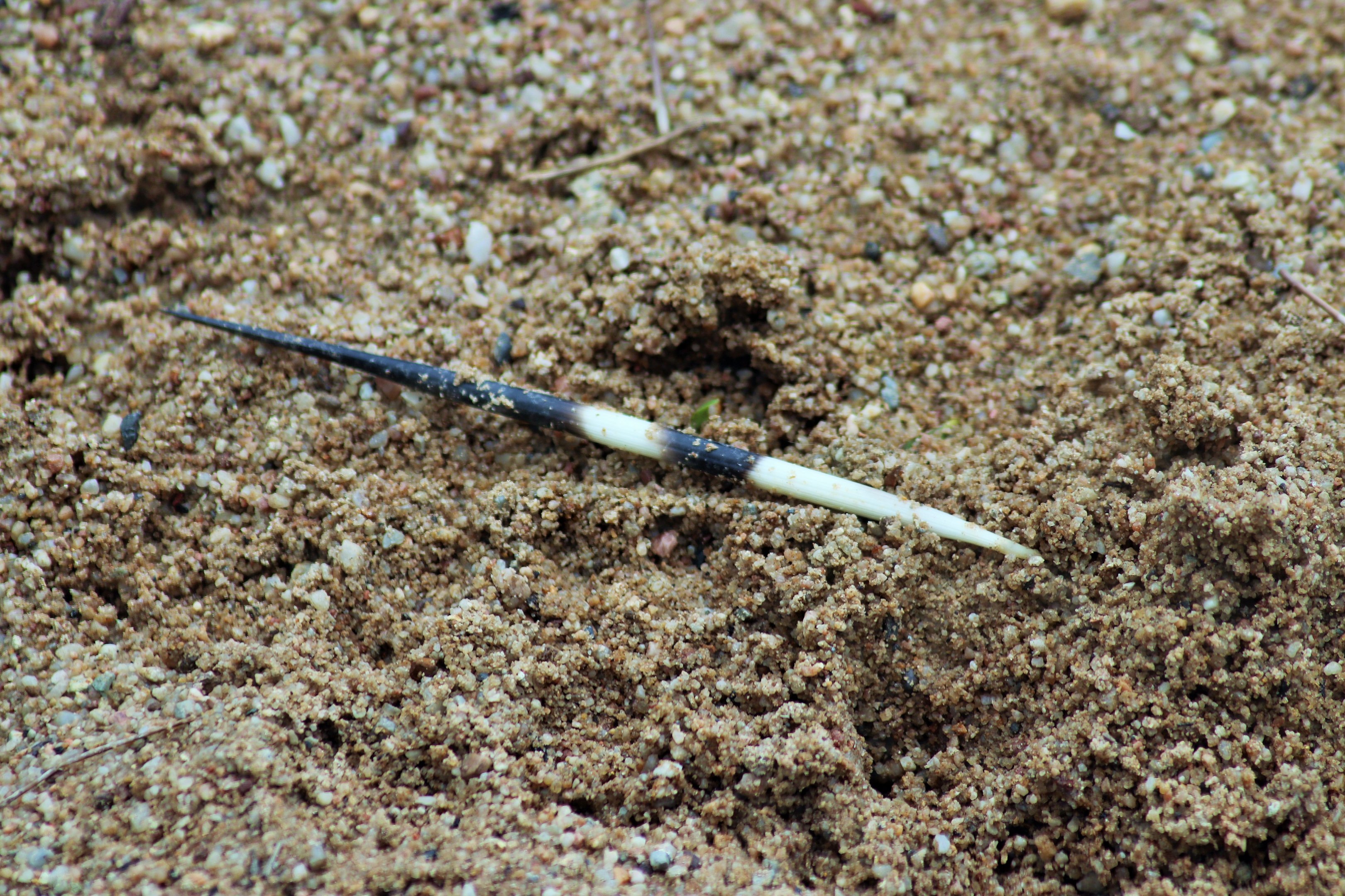 A Porcupine Quill