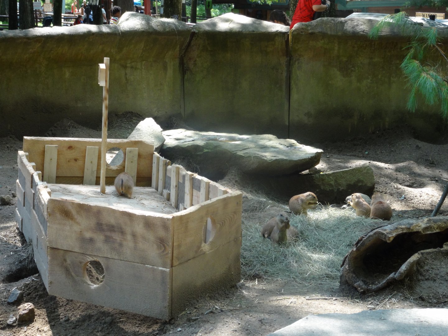 A Prairie Dog Pirate Ship