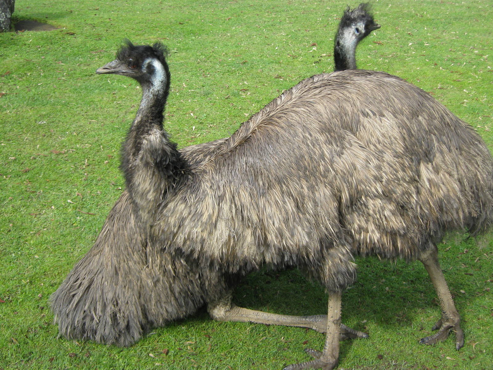a pushmi-pullyu emu