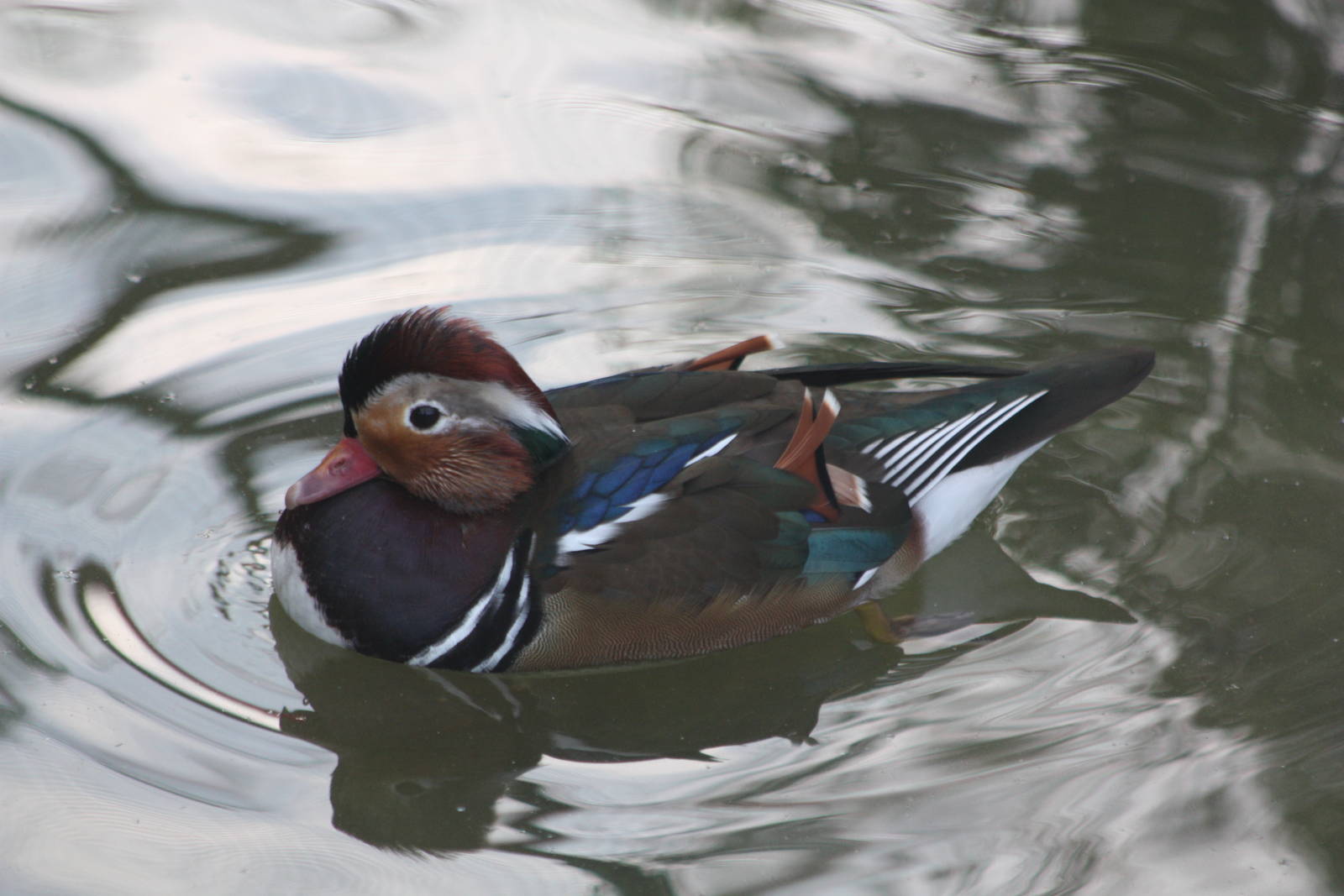 A question for FBBird, 28th September 2014