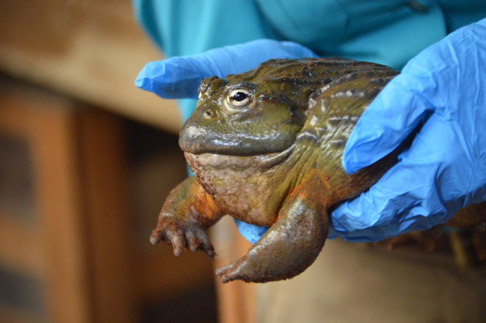 A quite confused Pyxicephalus adspersus