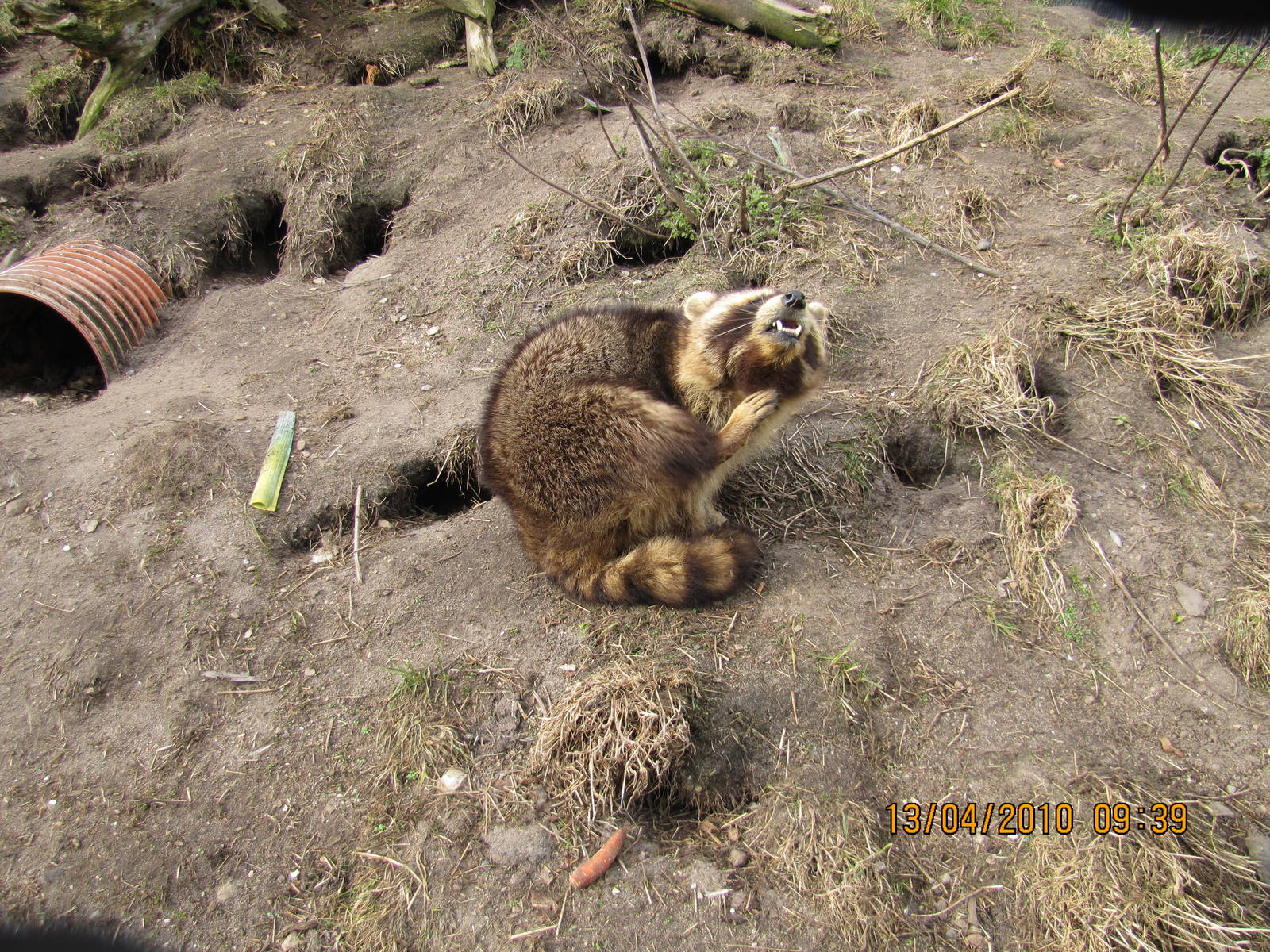 a raccoon itch itself