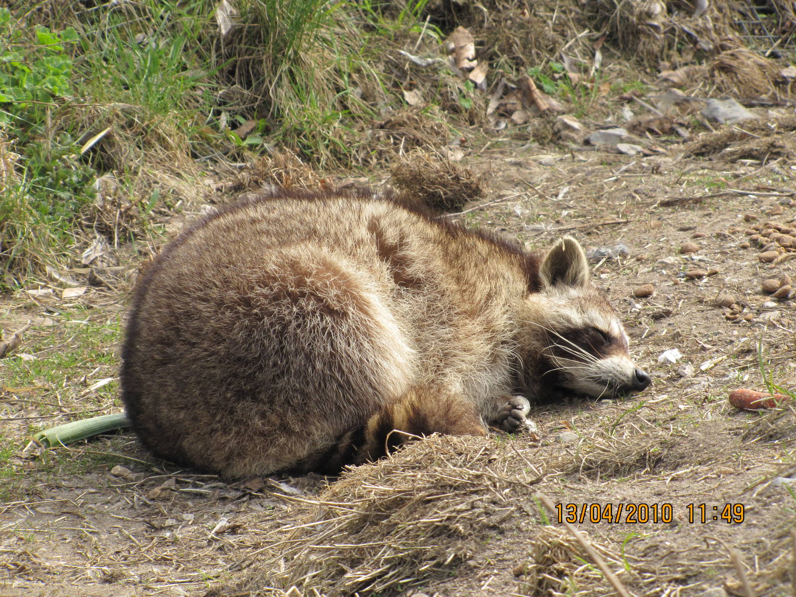 a raccoon relaxing