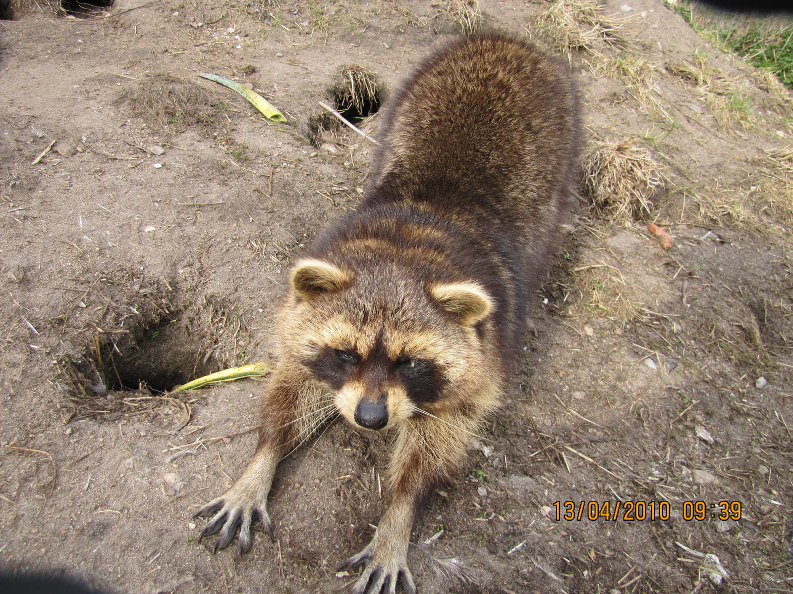 a raccoon stretching