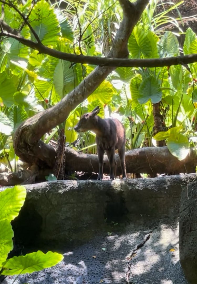 A rare Formosan Serow